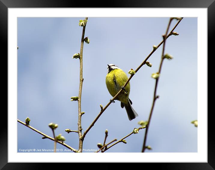 Focused Tit Framed Mounted Print by Jez Mouncer