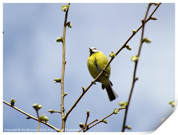 Focused Tit Print by Jez Mouncer