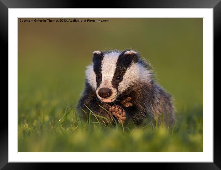 Badger walking on grass Framed Mounted Print by Austin Thomas