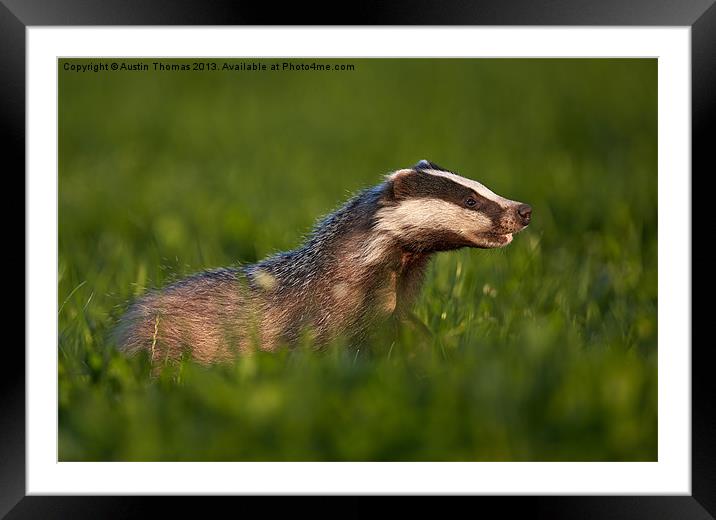 Badger walking in long grass Framed Mounted Print by Austin Thomas