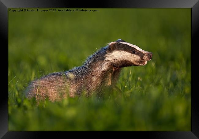 Badger walking in long grass Framed Print by Austin Thomas