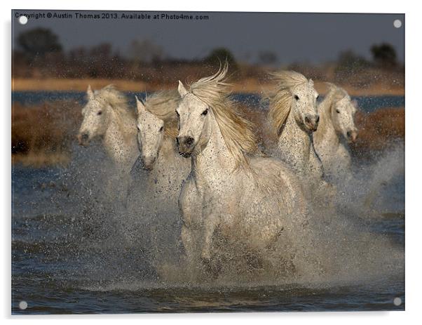 Camargue Horses running in water Acrylic by Austin Thomas