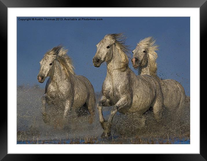 Galloping Camargue Horses Framed Mounted Print by Austin Thomas