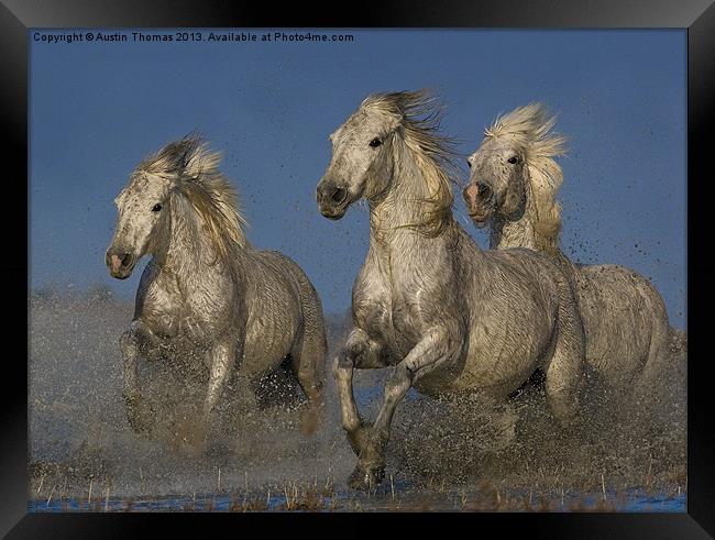 Galloping Camargue Horses Framed Print by Austin Thomas