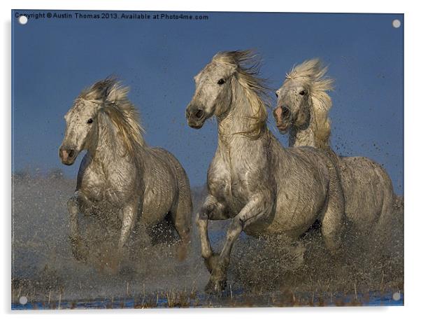 Galloping Camargue Horses Acrylic by Austin Thomas