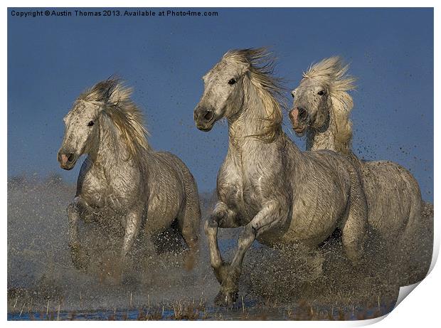 Galloping Camargue Horses Print by Austin Thomas