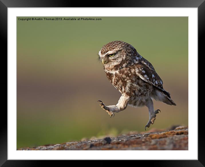 Little Owl late for work Framed Mounted Print by Austin Thomas