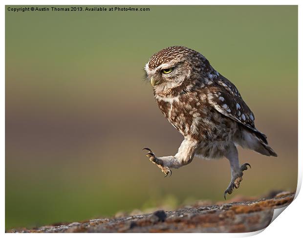 Little Owl late for work Print by Austin Thomas