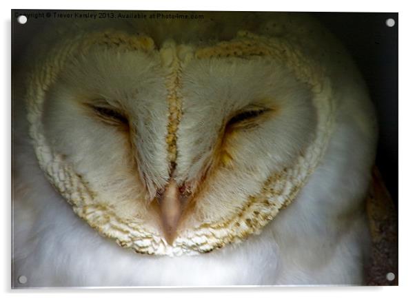 Barn Owl Acrylic by Trevor Kersley RIP