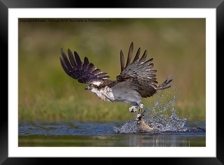 Osprey with catch Framed Mounted Print by Austin Thomas