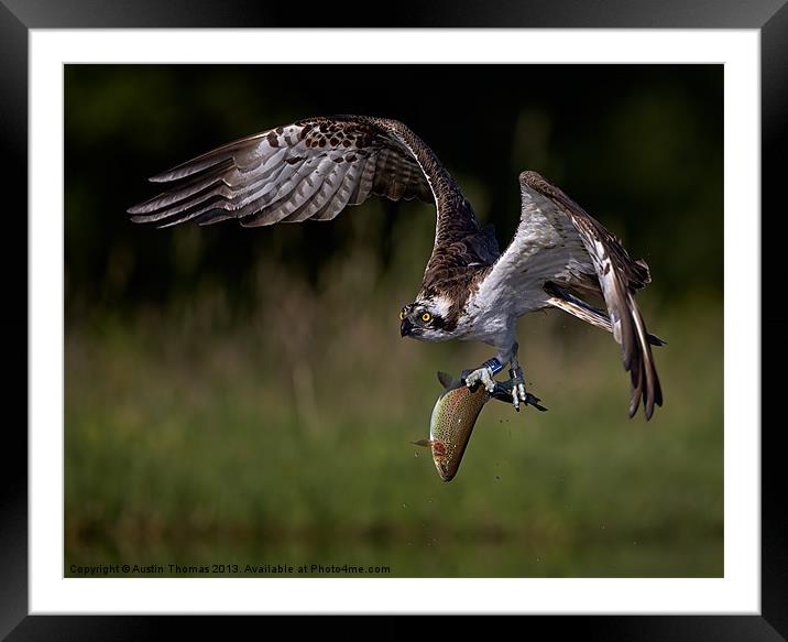 Osprey with fish Framed Mounted Print by Austin Thomas