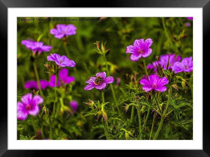 Collecting Nectar Framed Mounted Print by Trevor Kersley RIP