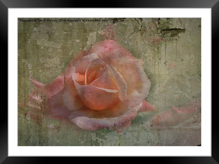 Faded Rose Framed Mounted Print by Trevor Kersley RIP