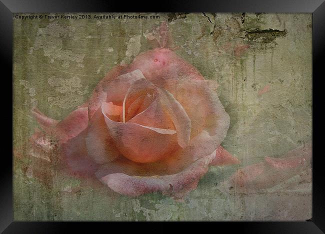 Faded Rose Framed Print by Trevor Kersley RIP
