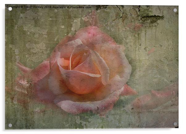 Faded Rose Acrylic by Trevor Kersley RIP