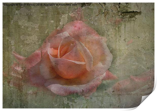 Faded Rose Print by Trevor Kersley RIP