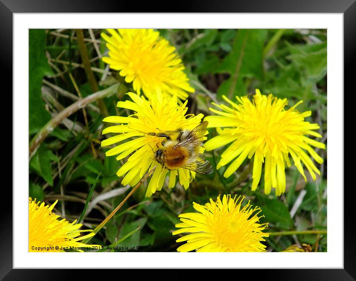 It Bee Yellow Framed Mounted Print by Jez Mouncer