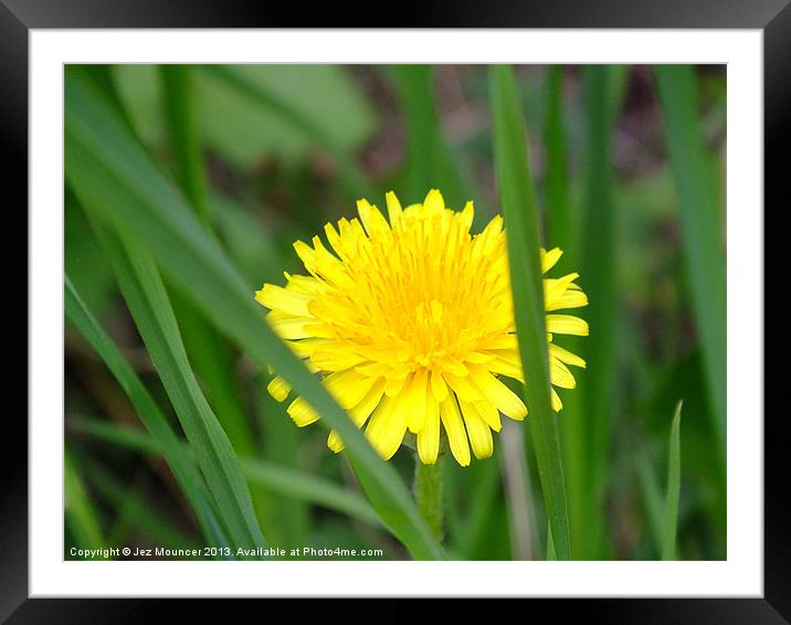 Yellow n Green Framed Mounted Print by Jez Mouncer