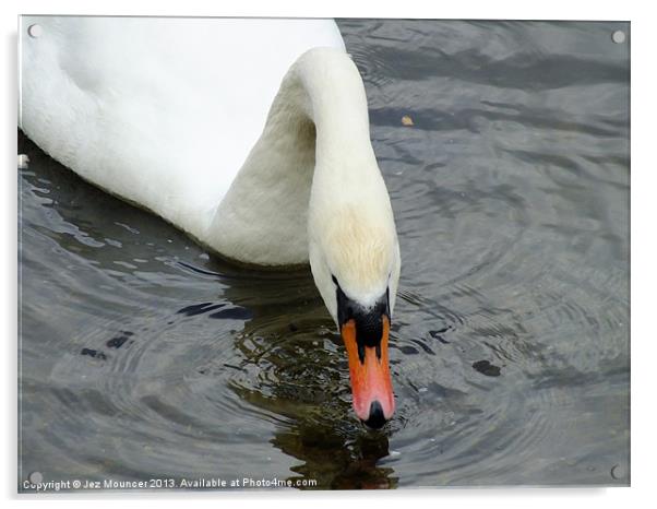 Swan Feeder Acrylic by Jez Mouncer