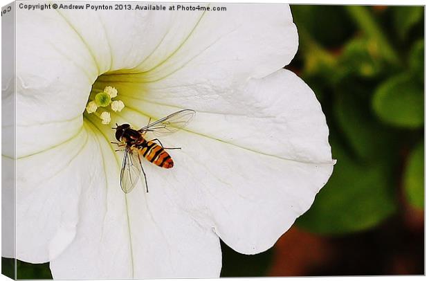 HOVERFLY Canvas Print by Andrew Poynton