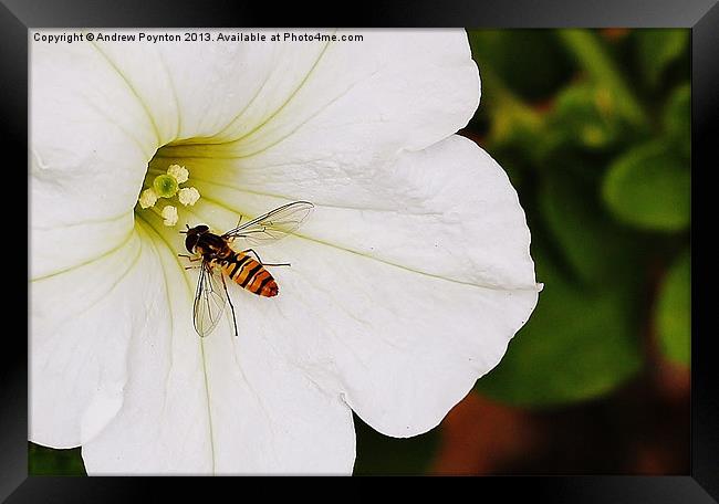 HOVERFLY Framed Print by Andrew Poynton