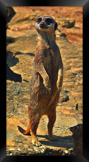Meerkat Framed Print by Grove Road Photography