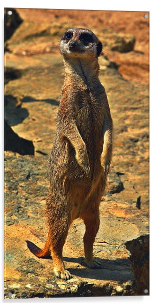 Meerkat Acrylic by Grove Road Photography