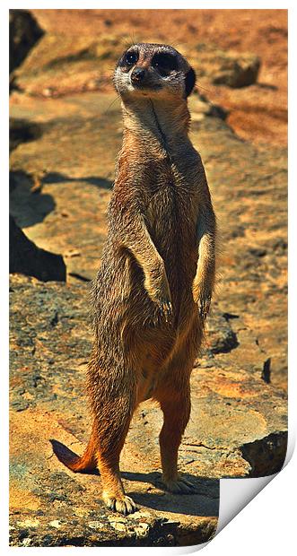 Meerkat Print by Grove Road Photography