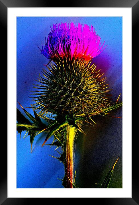 Flower of Scotland Framed Mounted Print by  