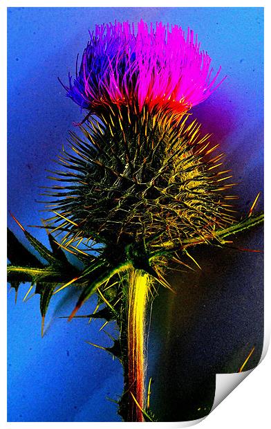 Flower of Scotland Print by  