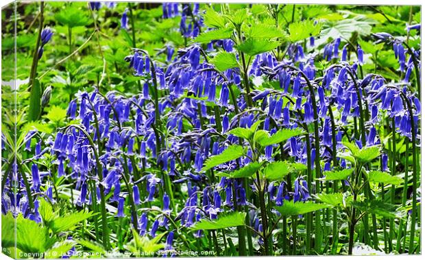 Bluebell Wood Canvas Print by Jez Mouncer