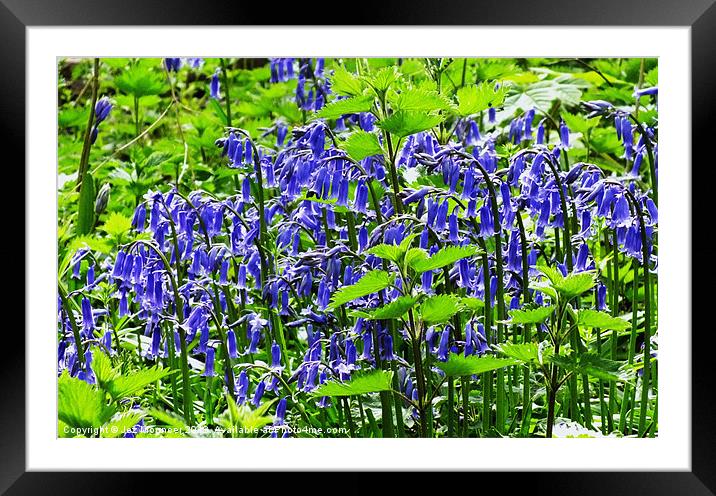 Bluebell Wood Framed Mounted Print by Jez Mouncer