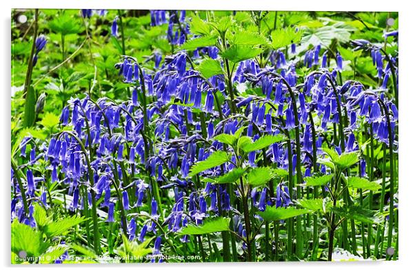 Bluebell Wood Acrylic by Jez Mouncer