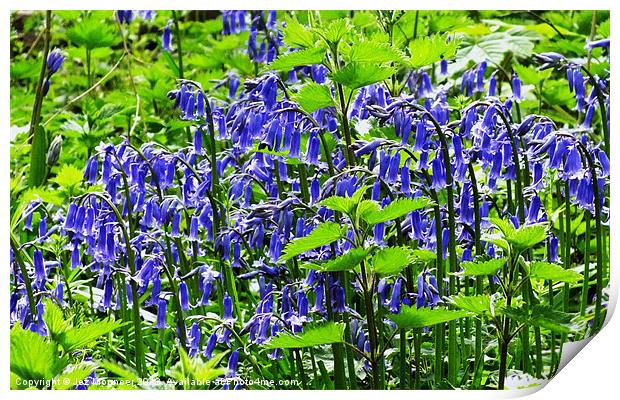 Bluebell Wood Print by Jez Mouncer