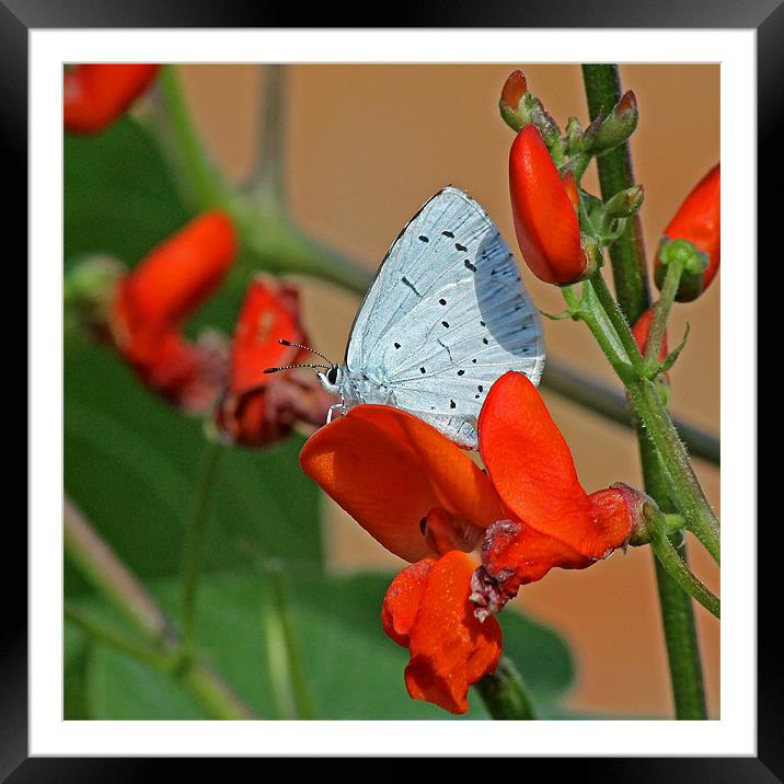 Small Blue Butterfly Framed Mounted Print by Tony Murtagh