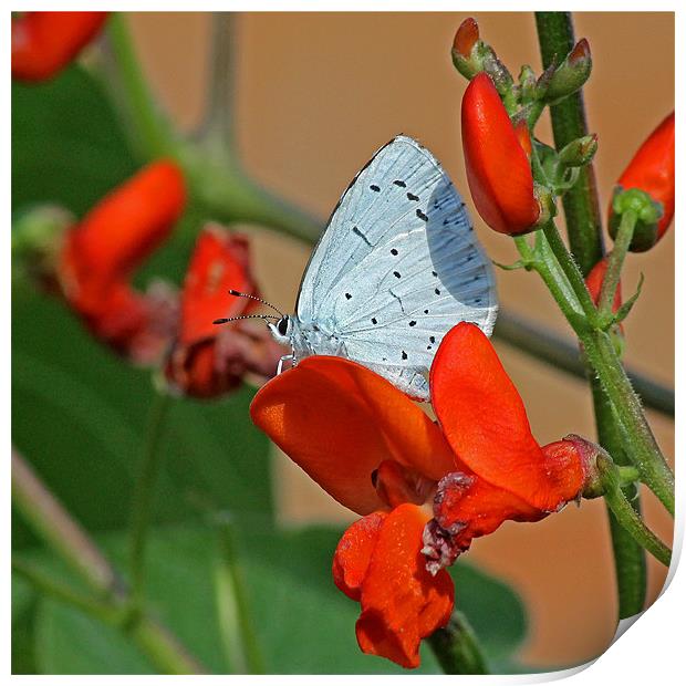 Small Blue Butterfly Print by Tony Murtagh