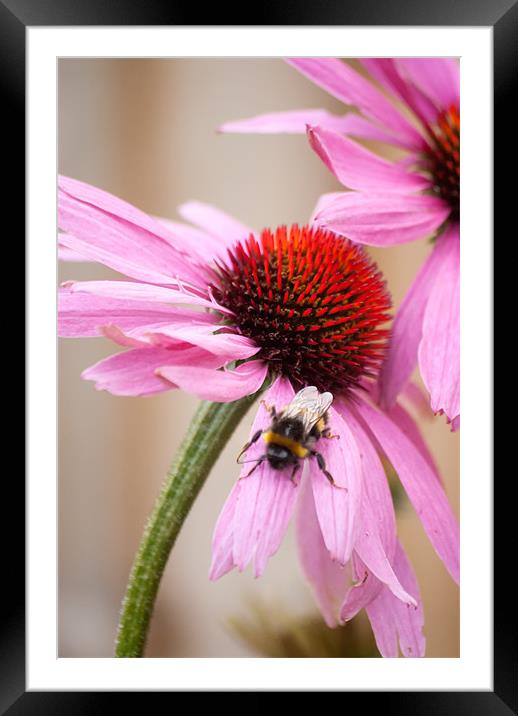 Buzzing Framed Mounted Print by Paul Want