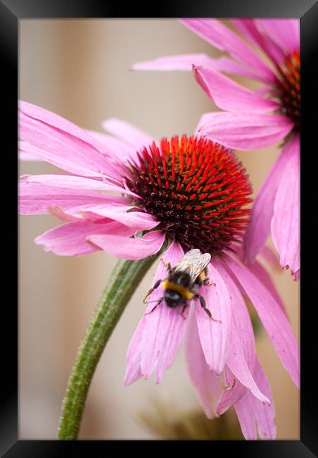 Buzzing Framed Print by Paul Want