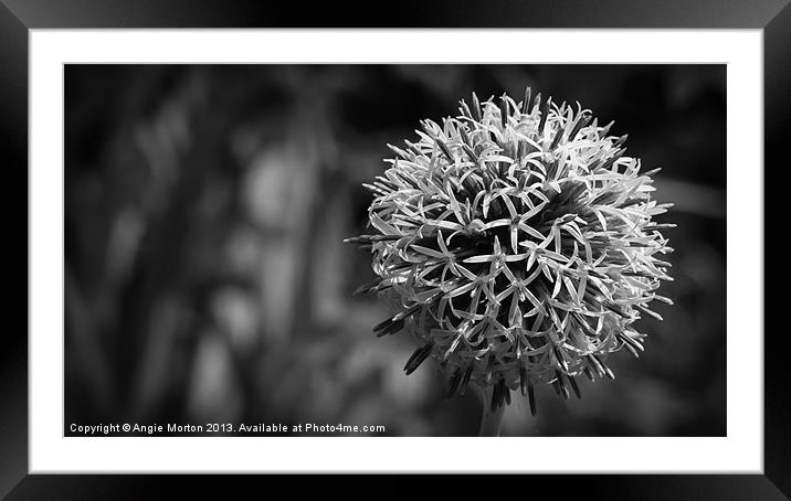 Echinops Mono Framed Mounted Print by Angie Morton