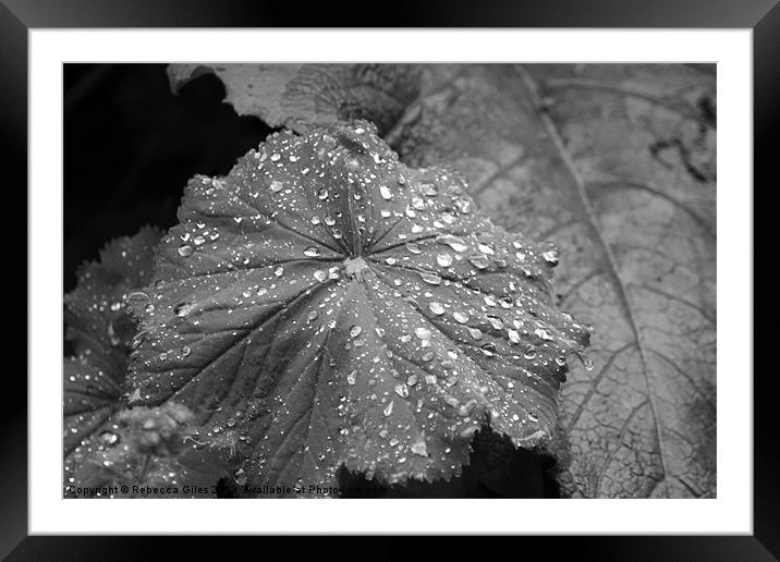 Morning Dew Framed Mounted Print by Rebecca Giles