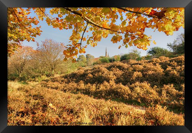 Autumn On The Moor Framed Print by David Birchall