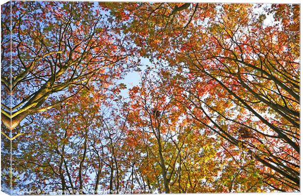 Autumn Trees Canvas Print by David Birchall