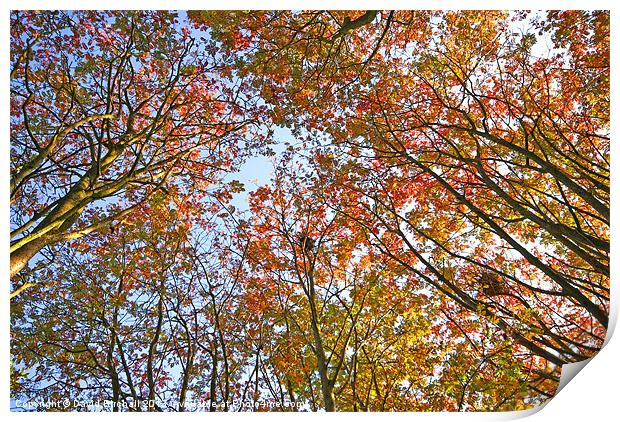 Autumn Trees Print by David Birchall