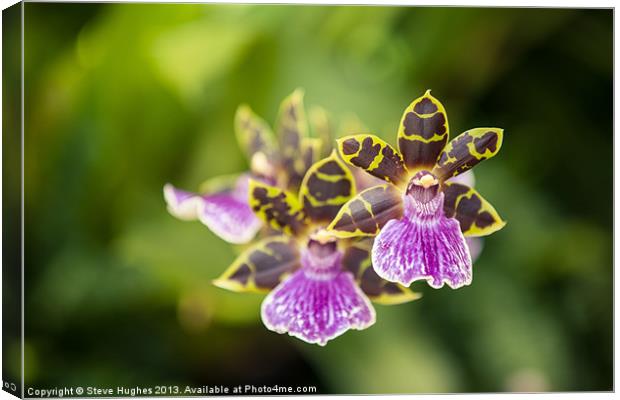 Orchid at R.H.S. Wisley Canvas Print by Steve Hughes