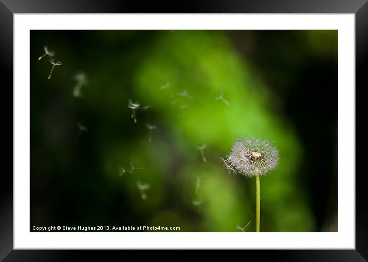 Dandelion Seeds floating in the breeze Framed Mounted Print by Steve Hughes