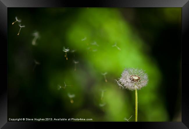 Dandelion Seeds floating in the breeze Framed Print by Steve Hughes