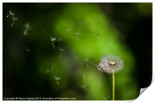Dandelion Seeds floating in the breeze Print by Steve Hughes