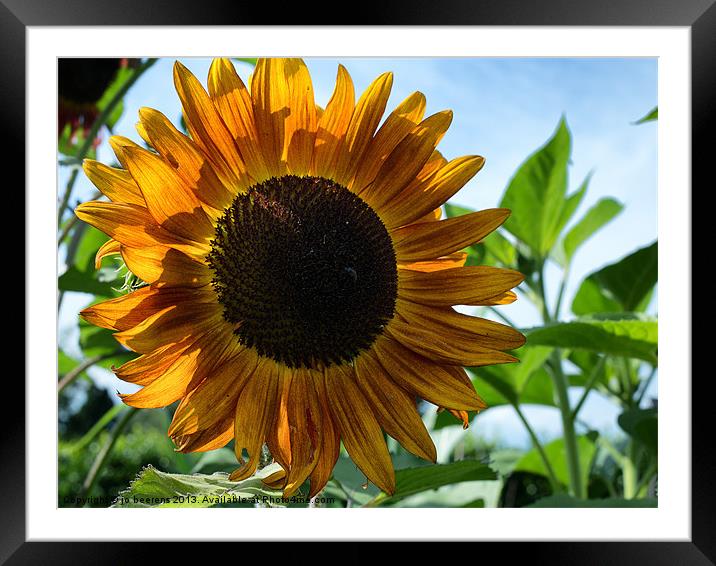 sun flower Framed Mounted Print by Jo Beerens