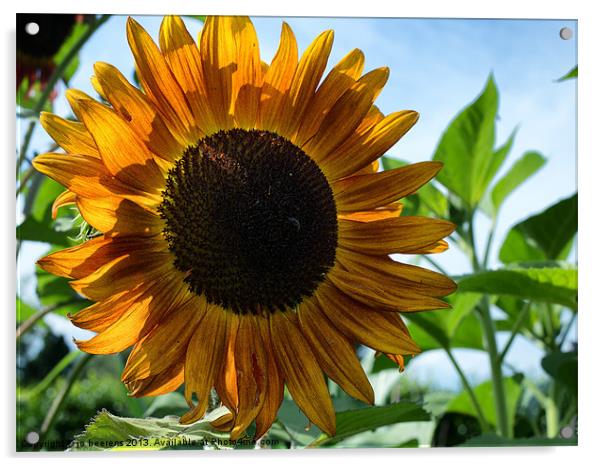 sun flower Acrylic by Jo Beerens