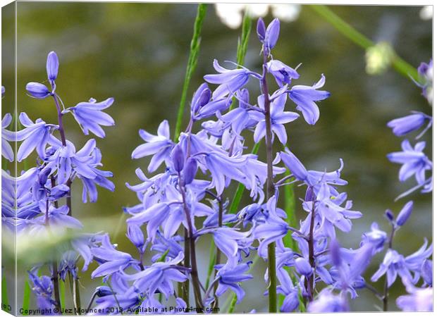 Bluebell Canvas Print by Jez Mouncer